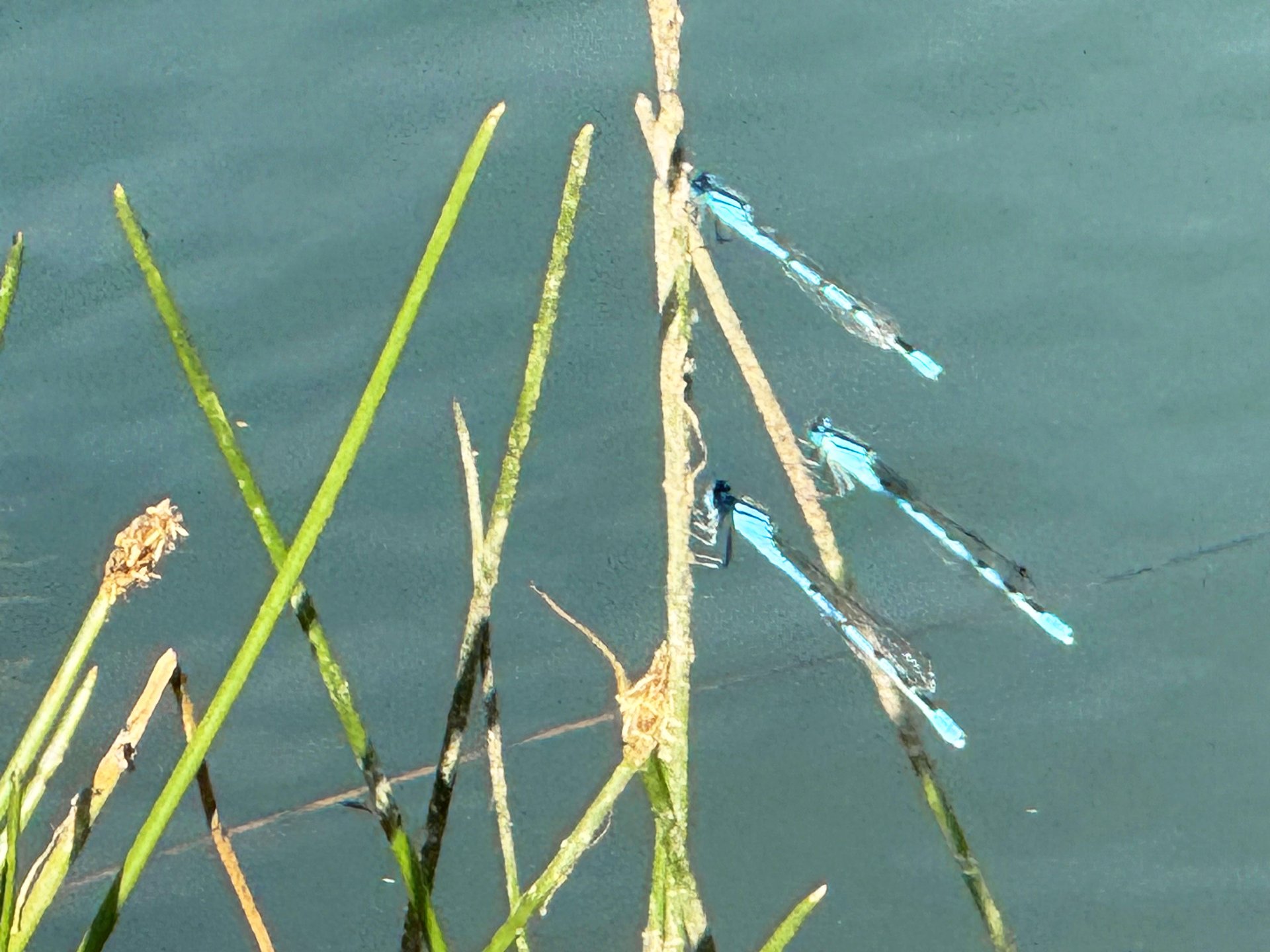Dragonflies basking in the warn June sunshine