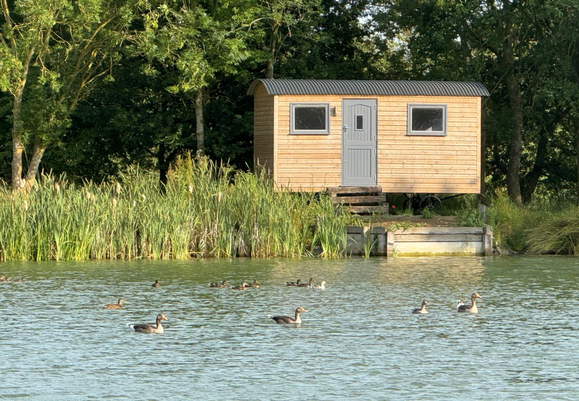 A large family of ducks taking an afternoon paddle