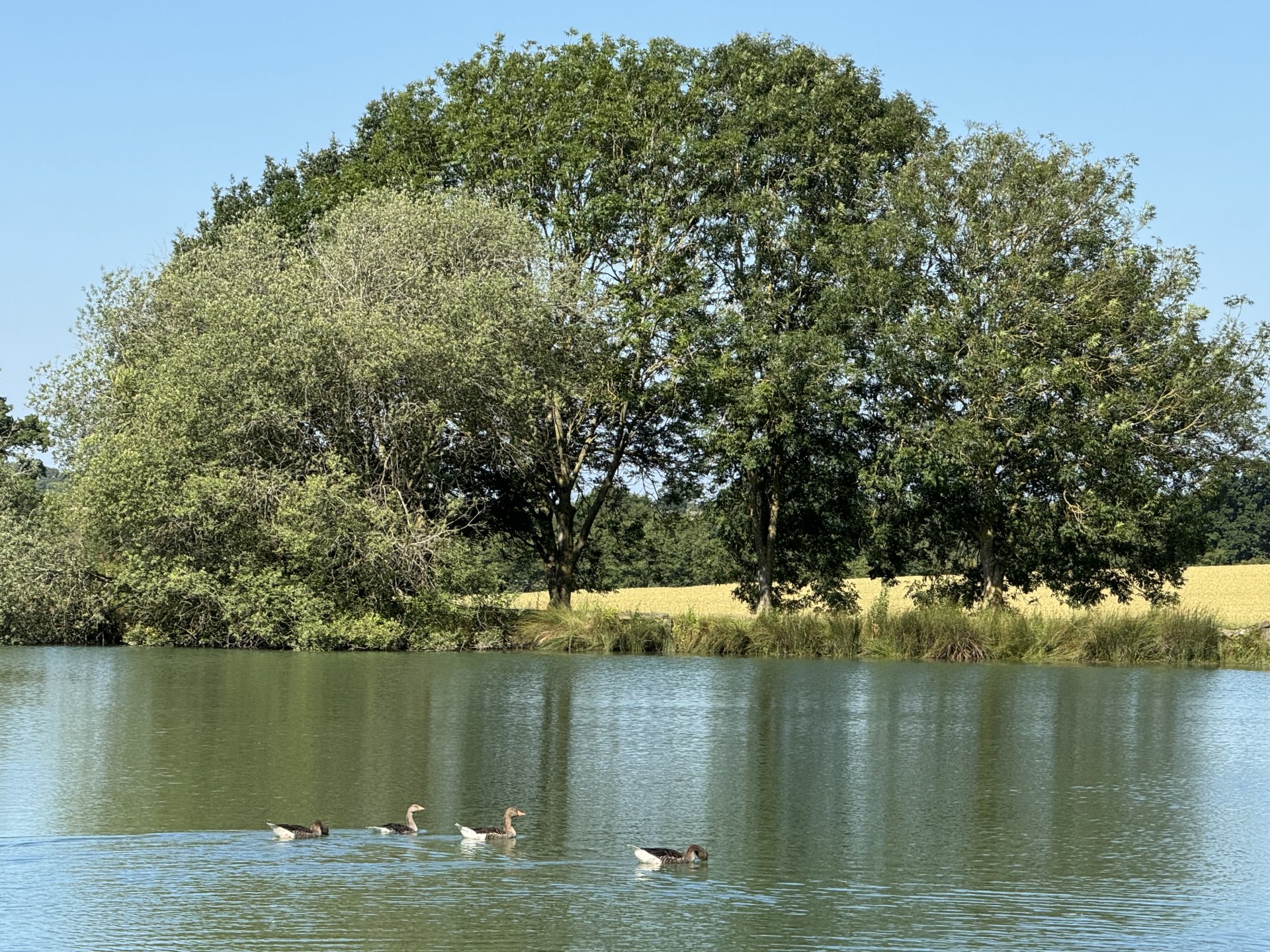 The ducks are enjoying the summer sunshine