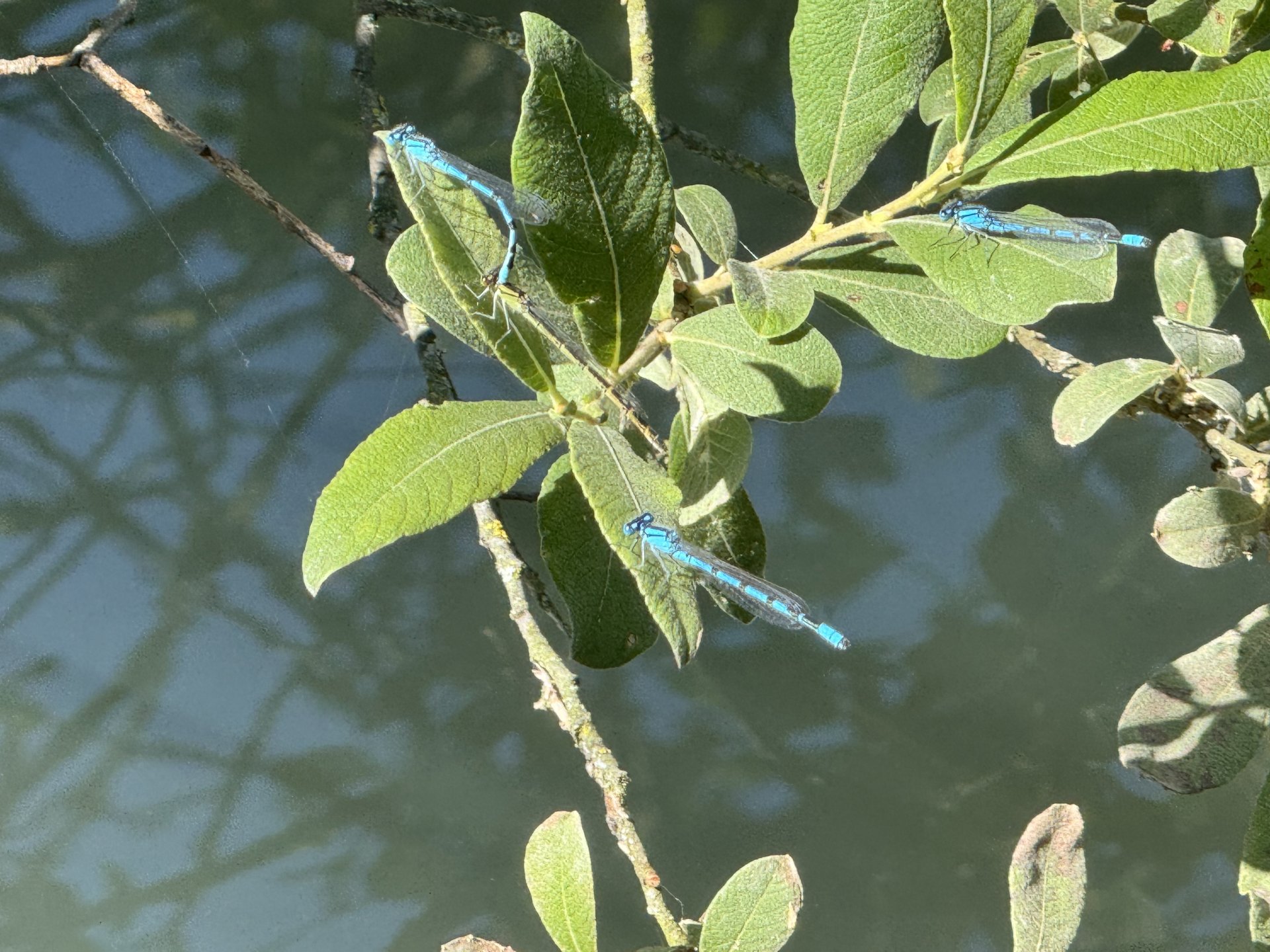 Lots of beautiful dragonflies on the bank today