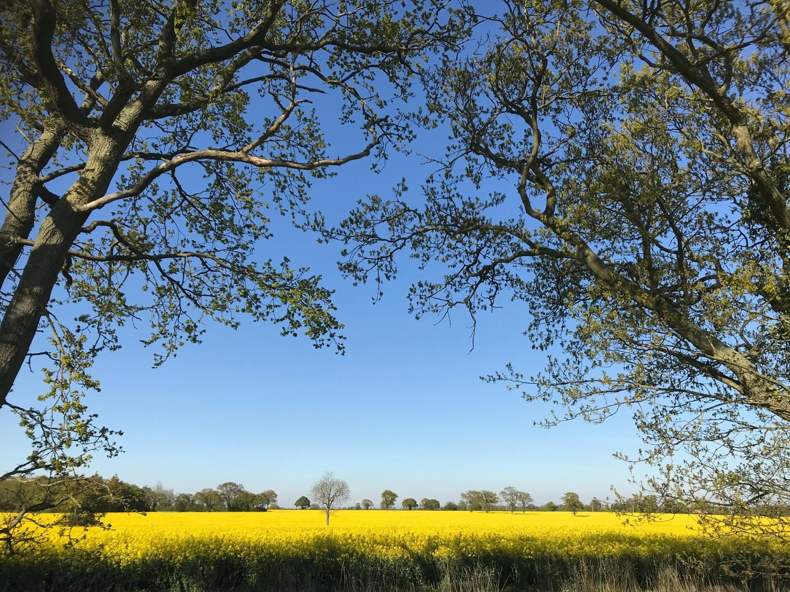 Looking over to a nearby rape field